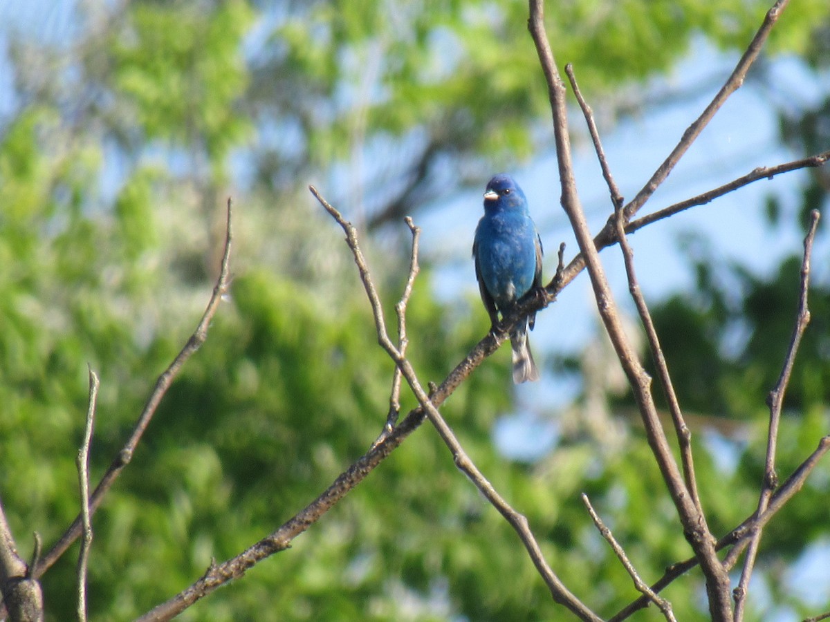 Indigo Bunting - ML160995961