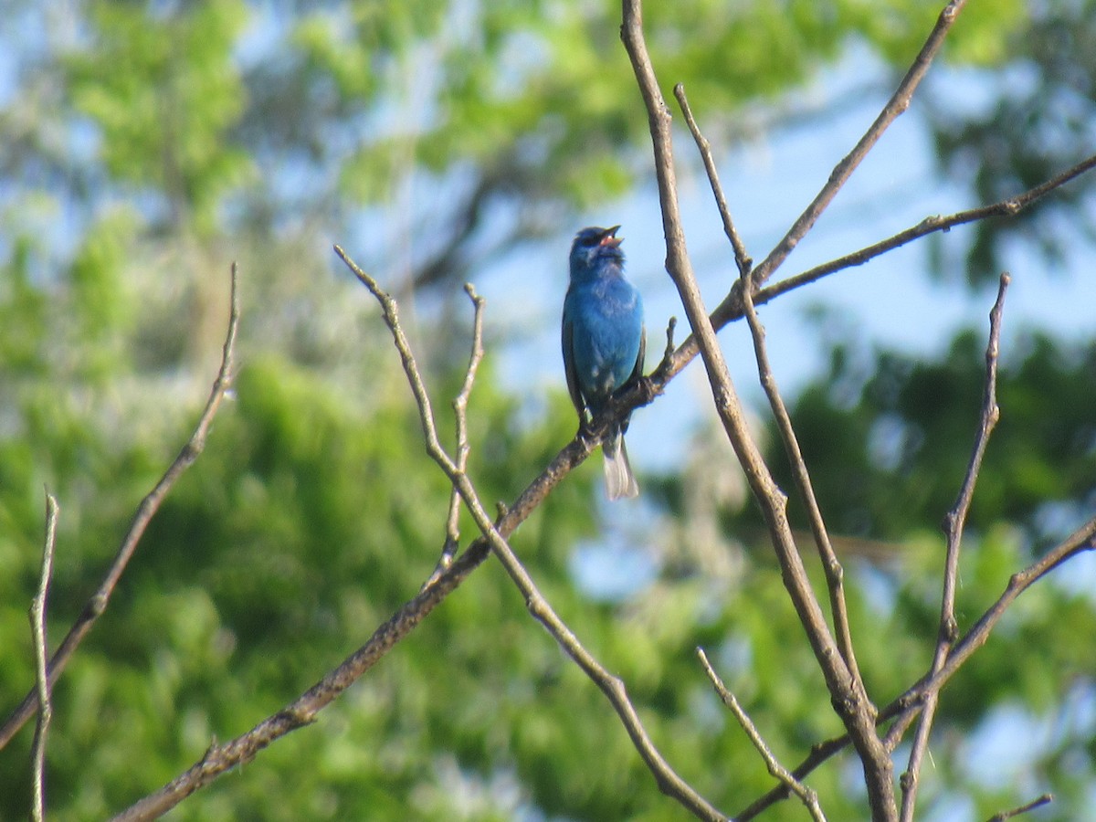 Indigo Bunting - ML160995971