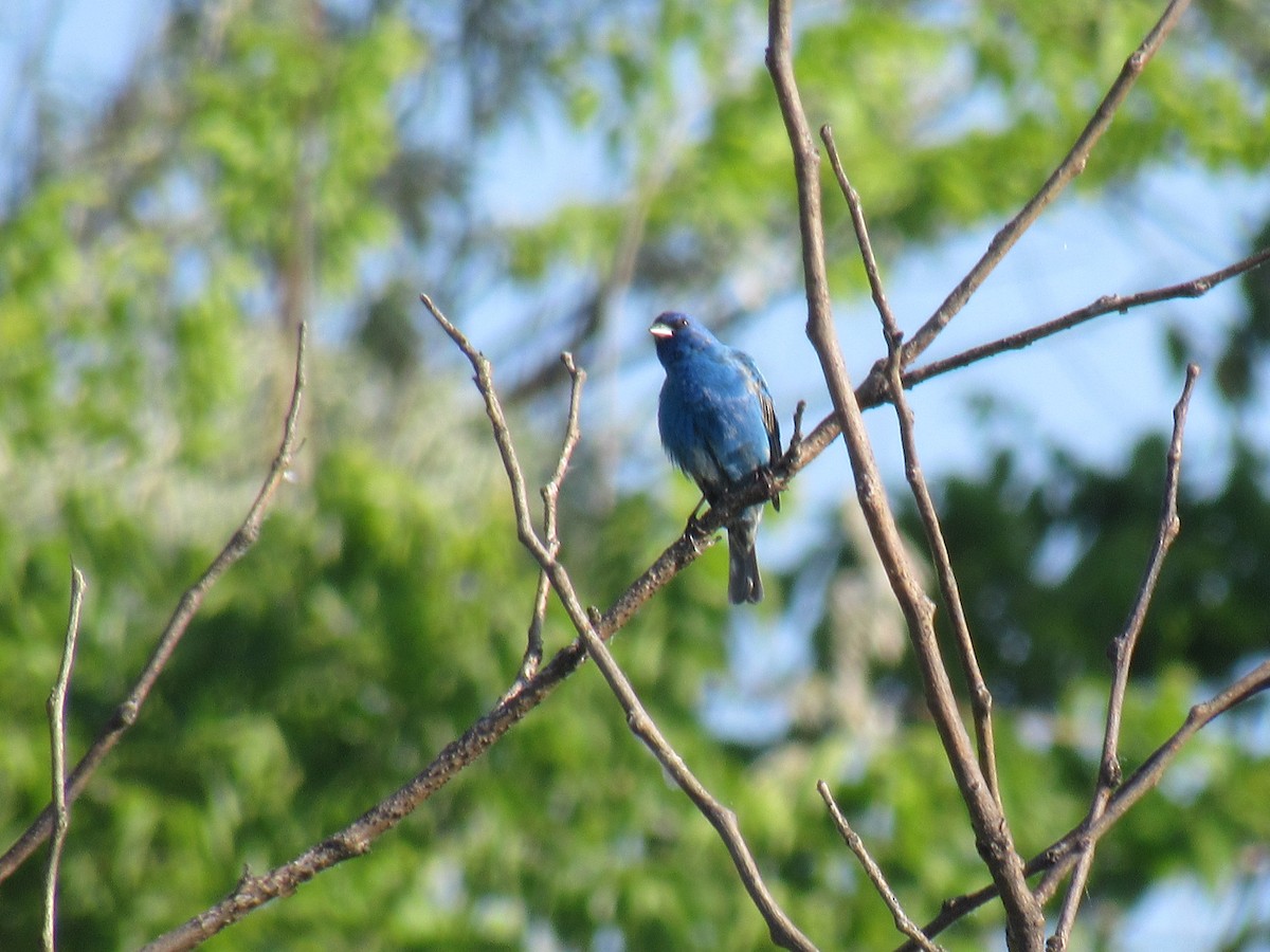 Indigo Bunting - ML160995981