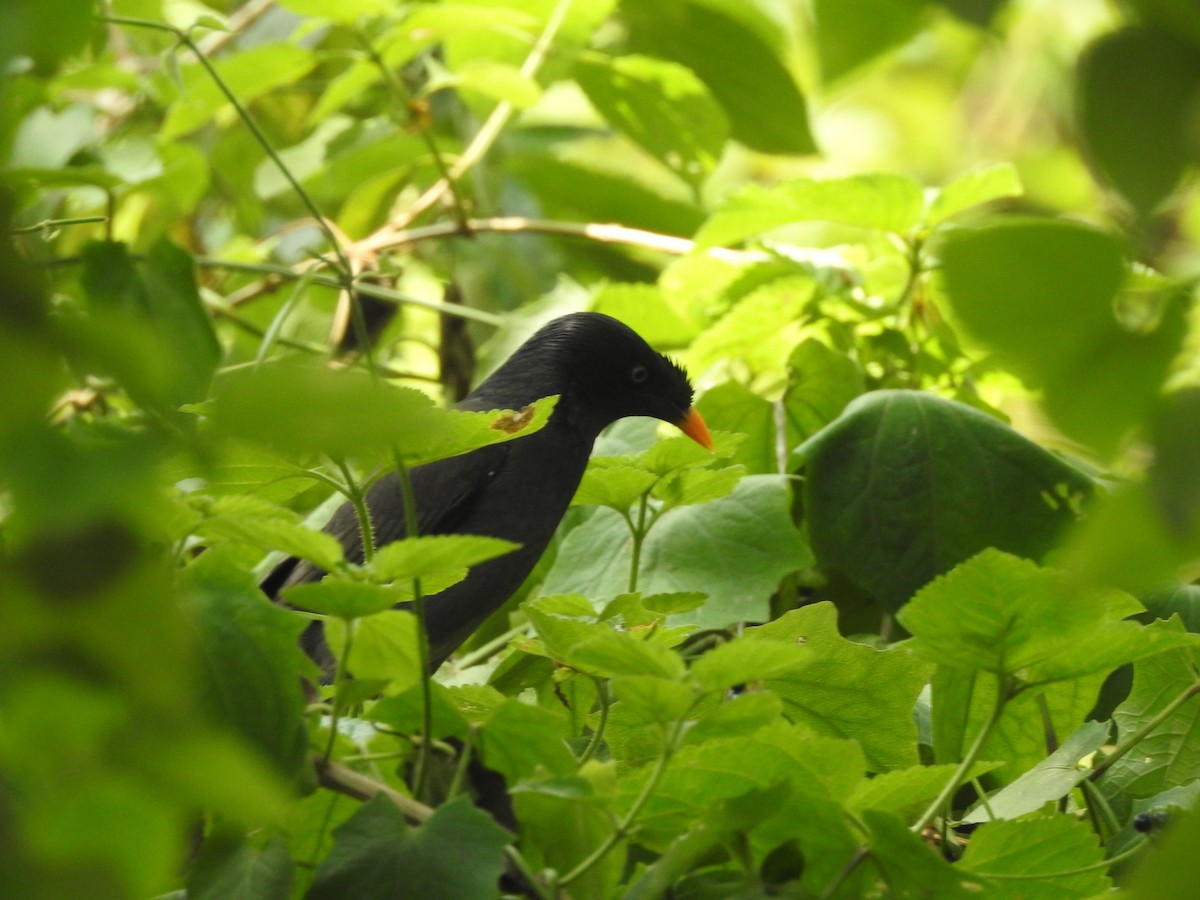 Jungle Myna - ML160996381
