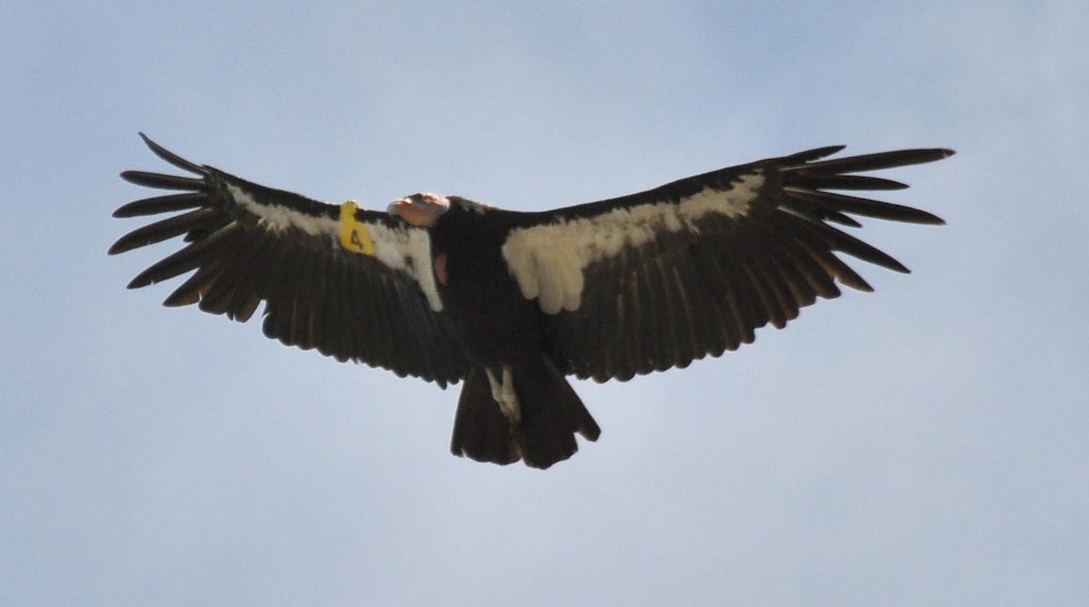 California Condor - a galvan