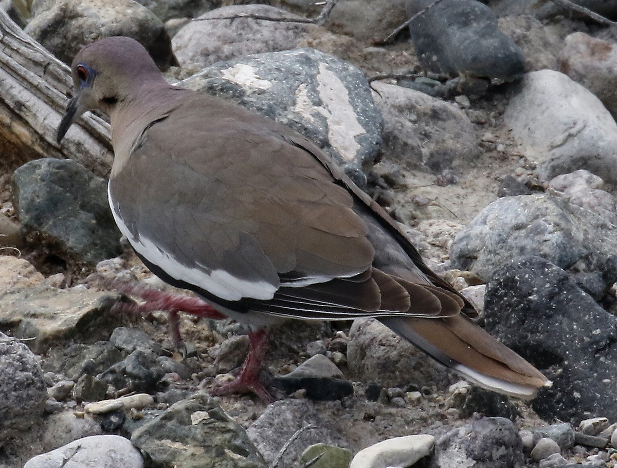 White-winged Dove - ML160996531