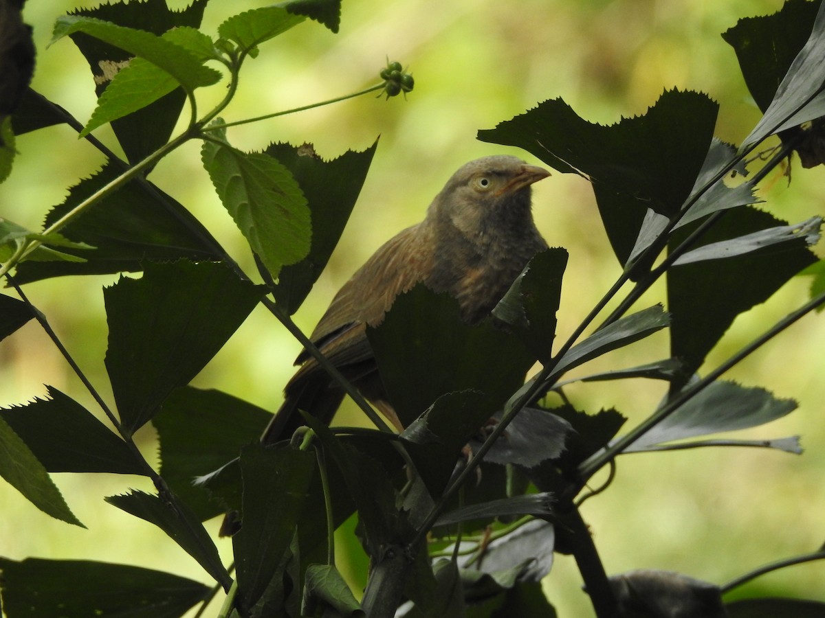 Jungle Babbler - ML160996561