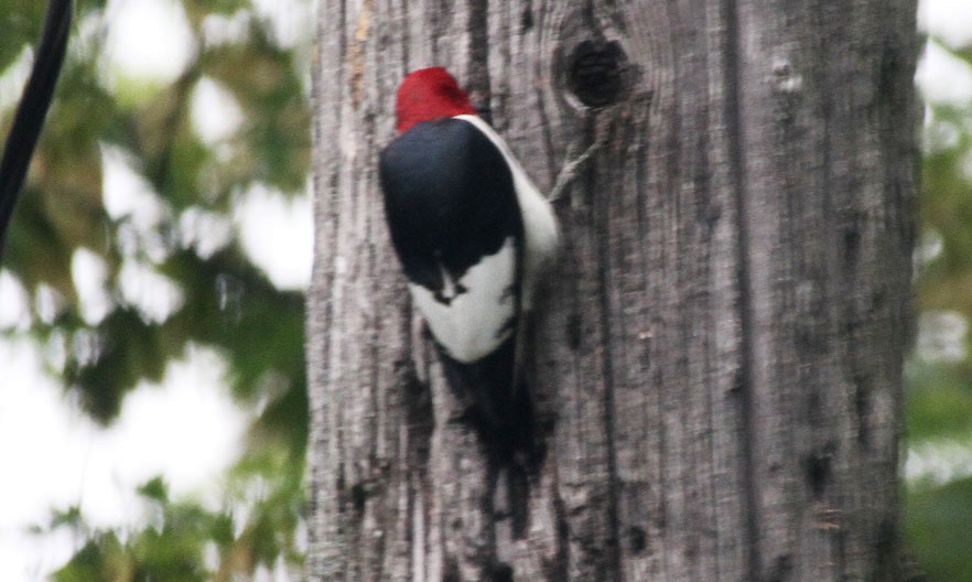 Red-headed Woodpecker - ML160996581