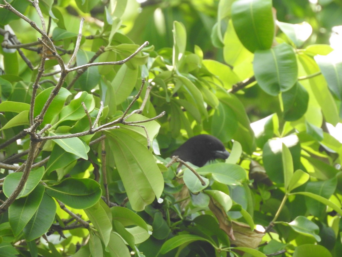 Rufous Treepie - ML160996621