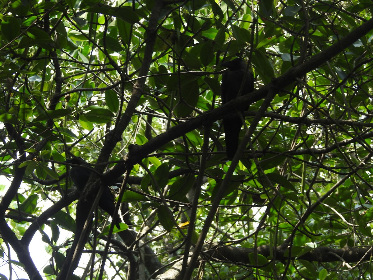 House Crow - ML160996831