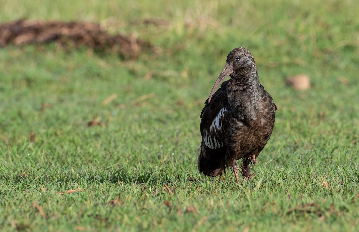 Ibis caronculé - ML160997621