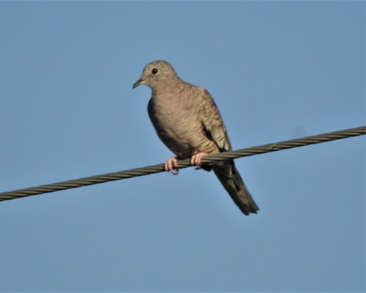 Inca Dove - ML161000981