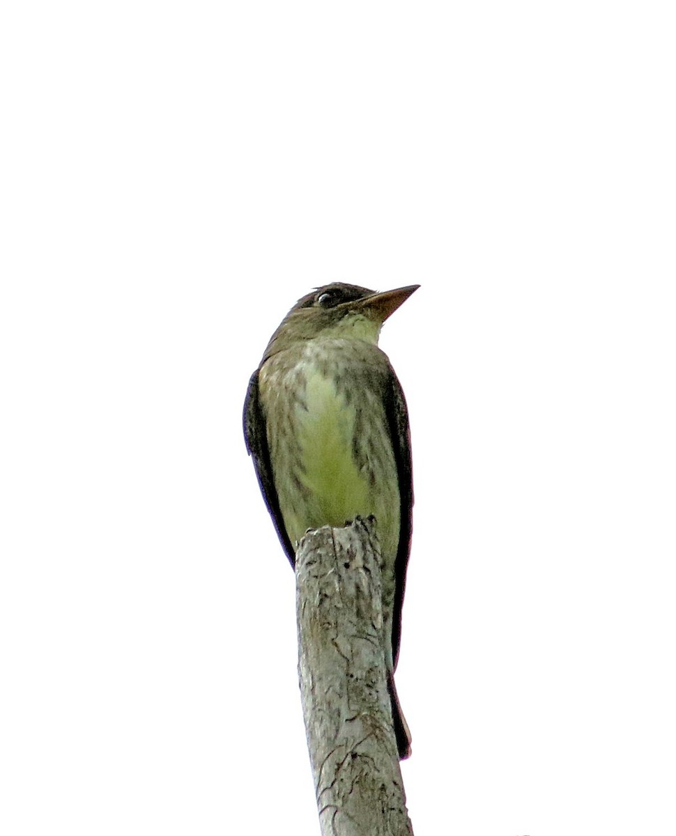 Olive-sided Flycatcher - ML161001191