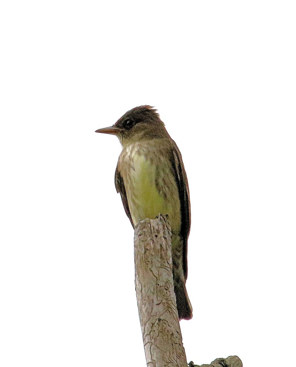 Olive-sided Flycatcher - ML161001221