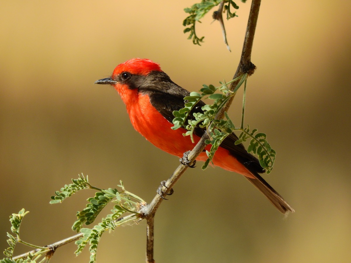 Vermilion Flycatcher - Jeff and Allison Gross