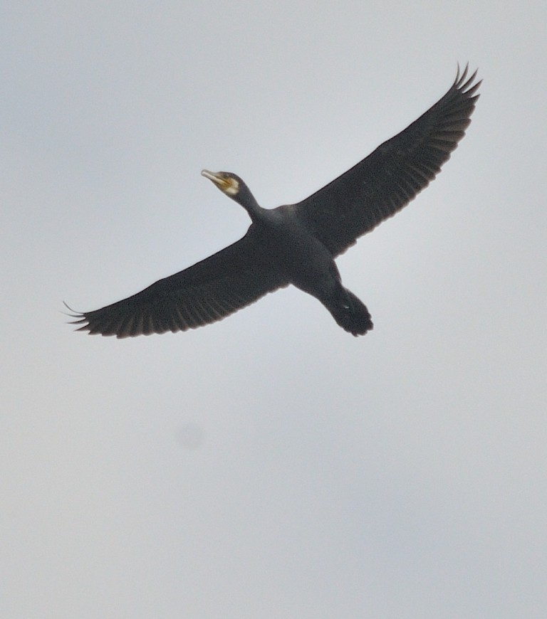 Great Cormorant - ML161001801