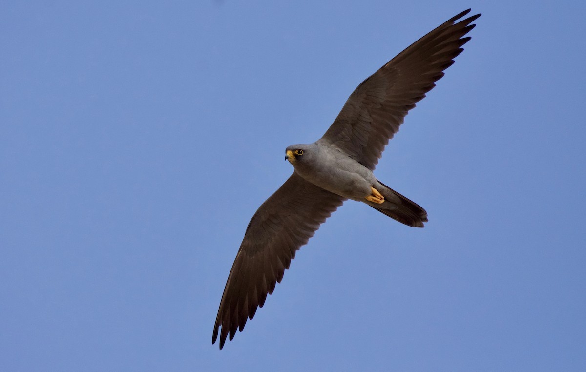 Sooty Falcon - ML161002311