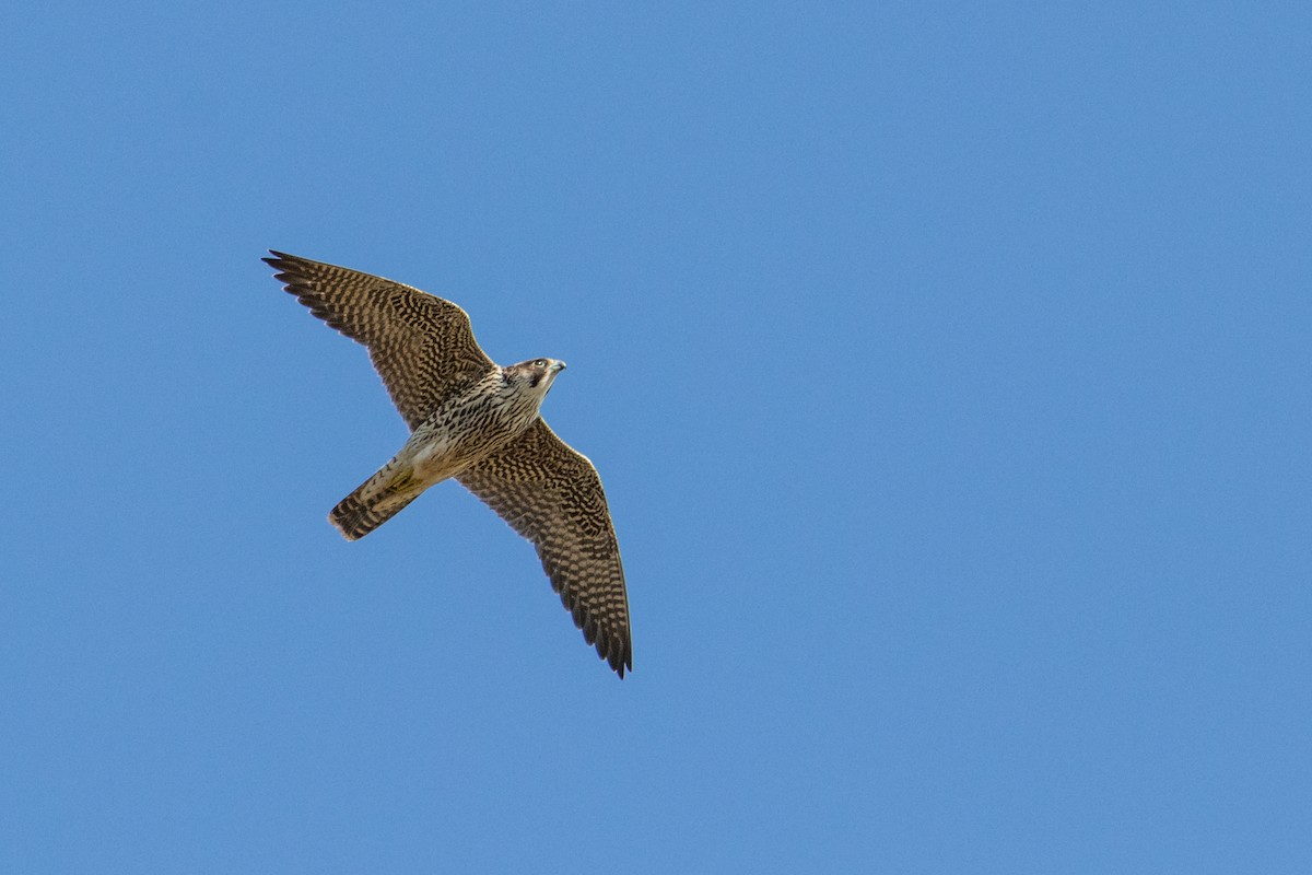 Peregrine Falcon (African) - ML161003331