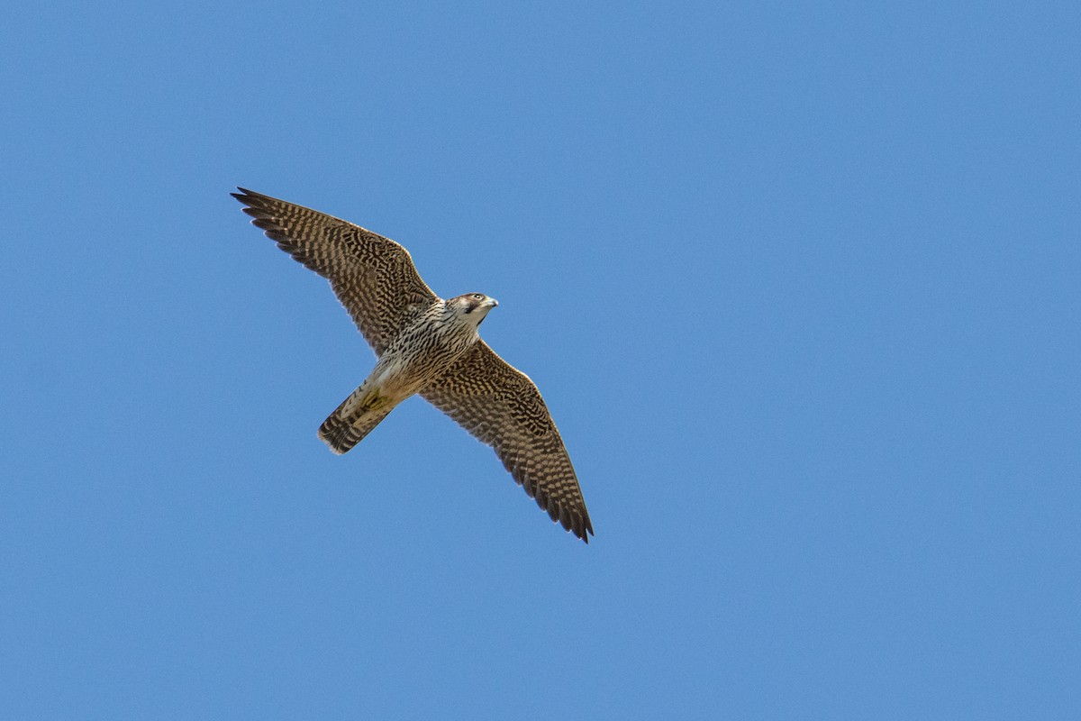 Peregrine Falcon (African) - ML161003451