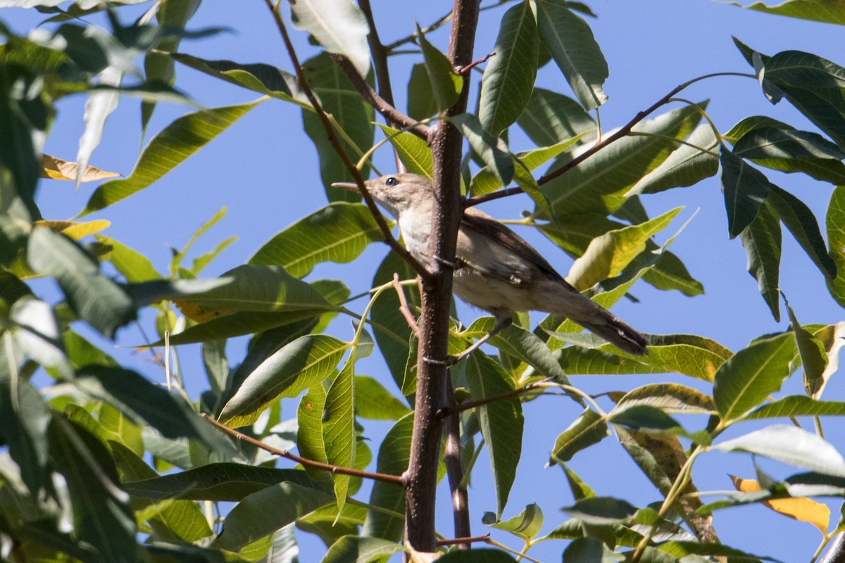 Rousserolle effarvatte (groupe baeticatus) - ML161003621