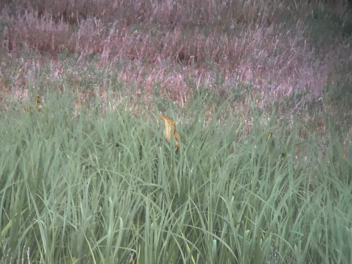 Least Bittern - ML161004951