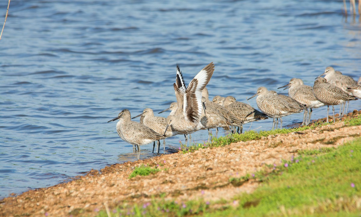 Willet - ML161005801