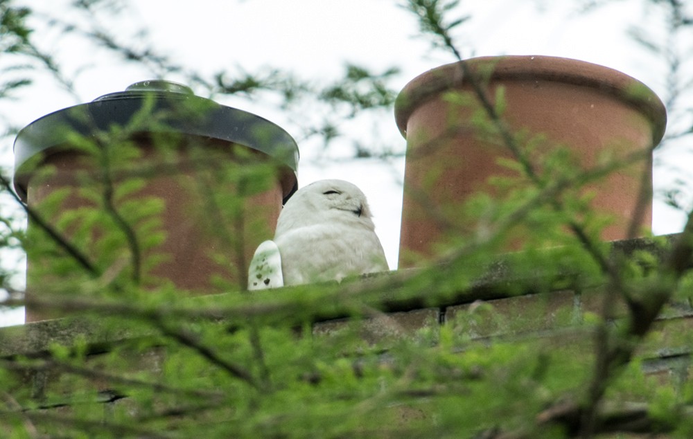 Snowy Owl - ML161006191