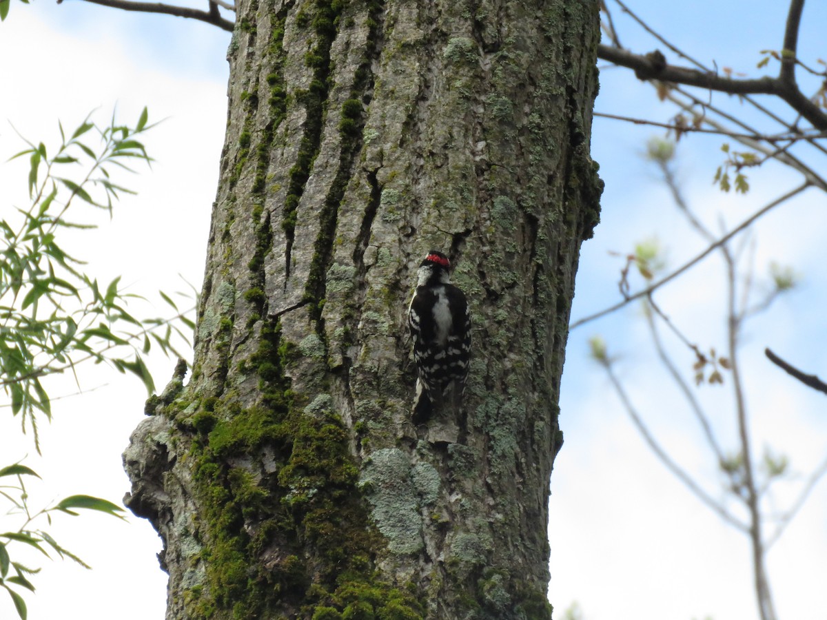 Downy Woodpecker - ML161006691