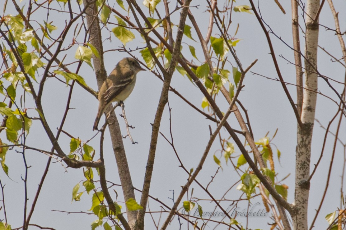 Alder Flycatcher - ML161008531