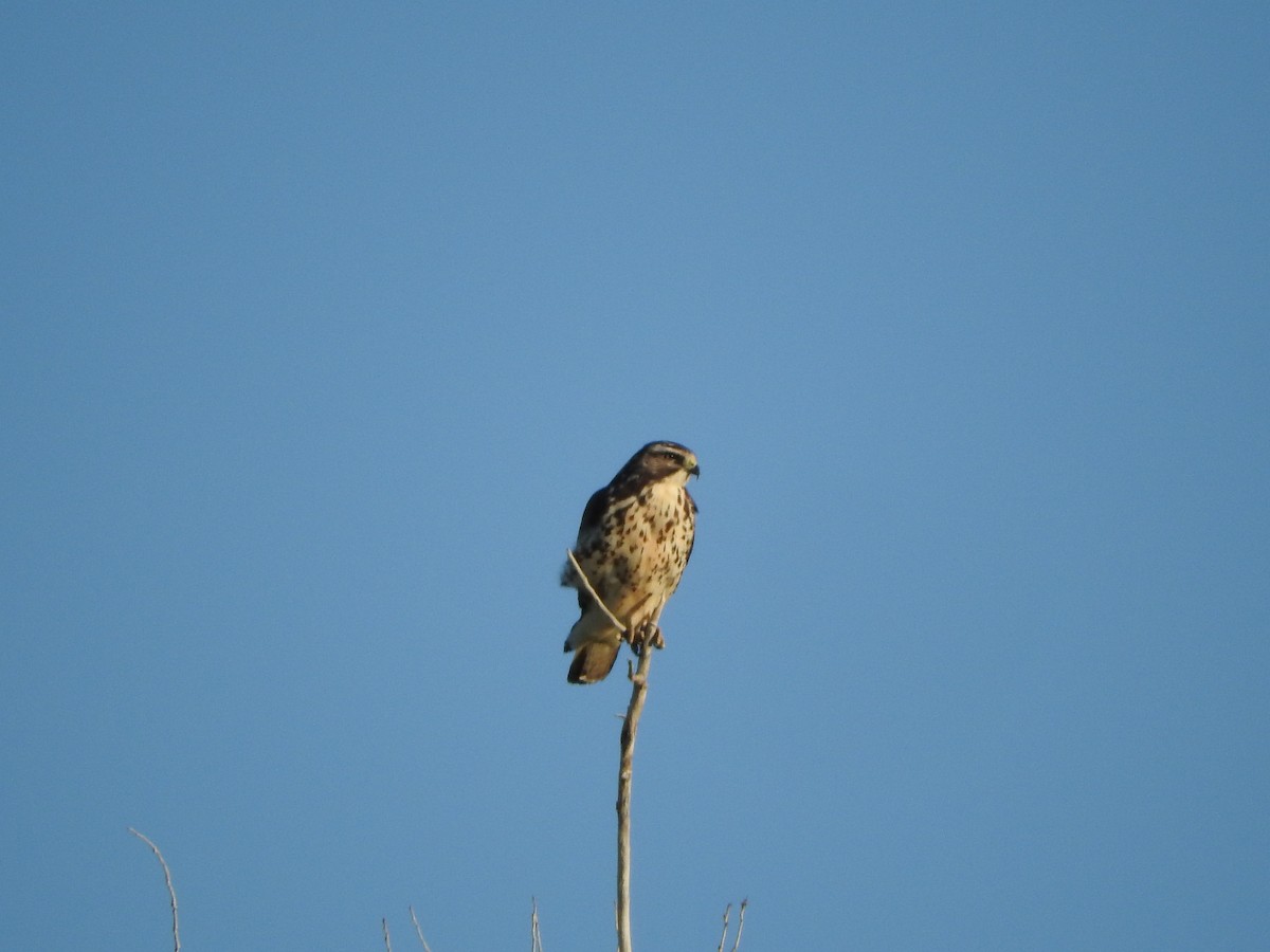 Broad-winged Hawk - Justin Streit