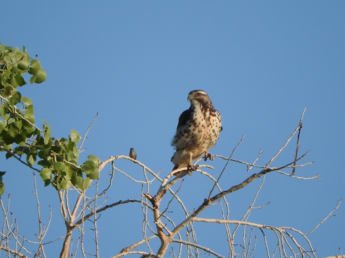 Broad-winged Hawk - Justin Streit