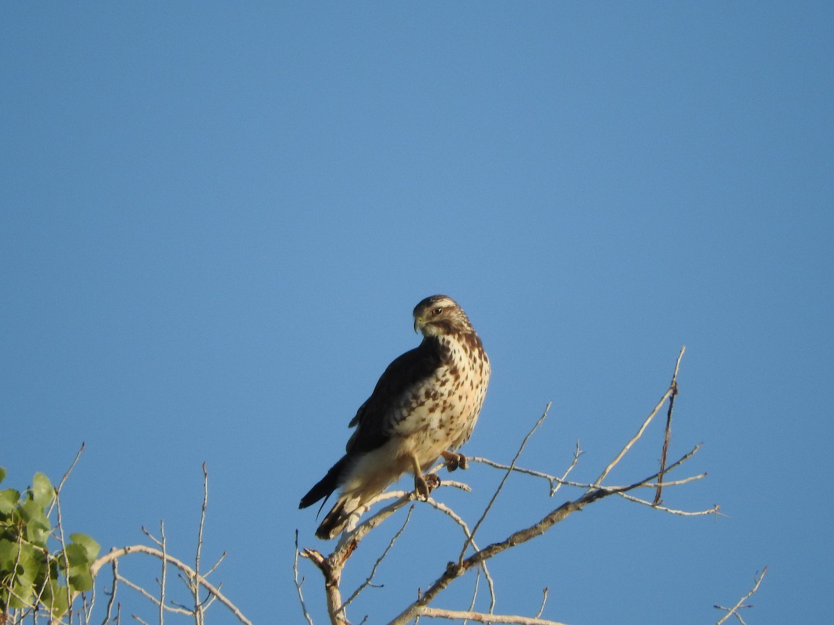 Broad-winged Hawk - Justin Streit