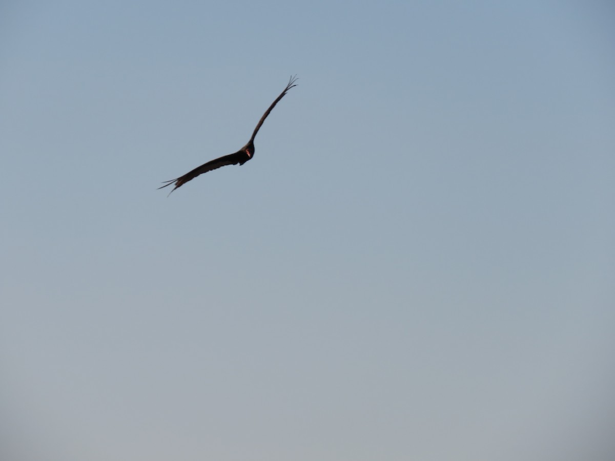 Turkey Vulture - ML161010171