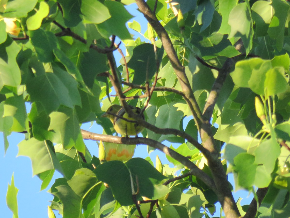 Scarlet Tanager - ML161011941