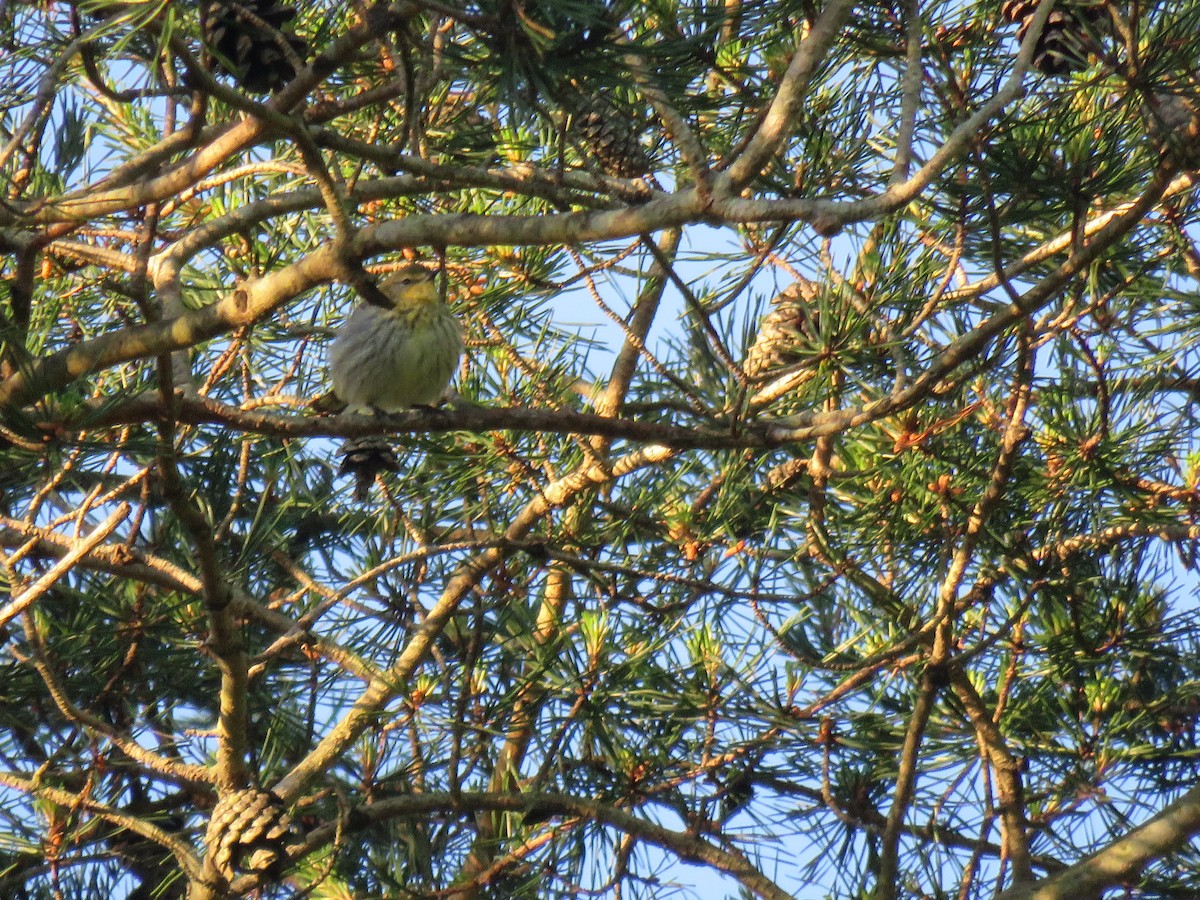 Cape May Warbler - ML161012051