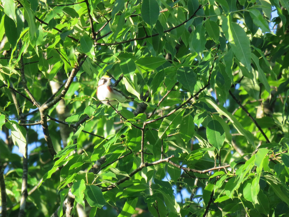 Chestnut-sided Warbler - ML161012071