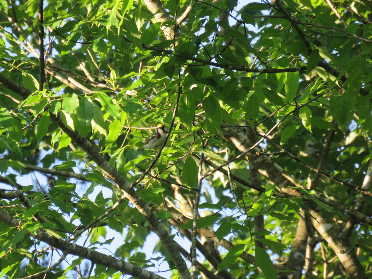 Chestnut-sided Warbler - ML161012211