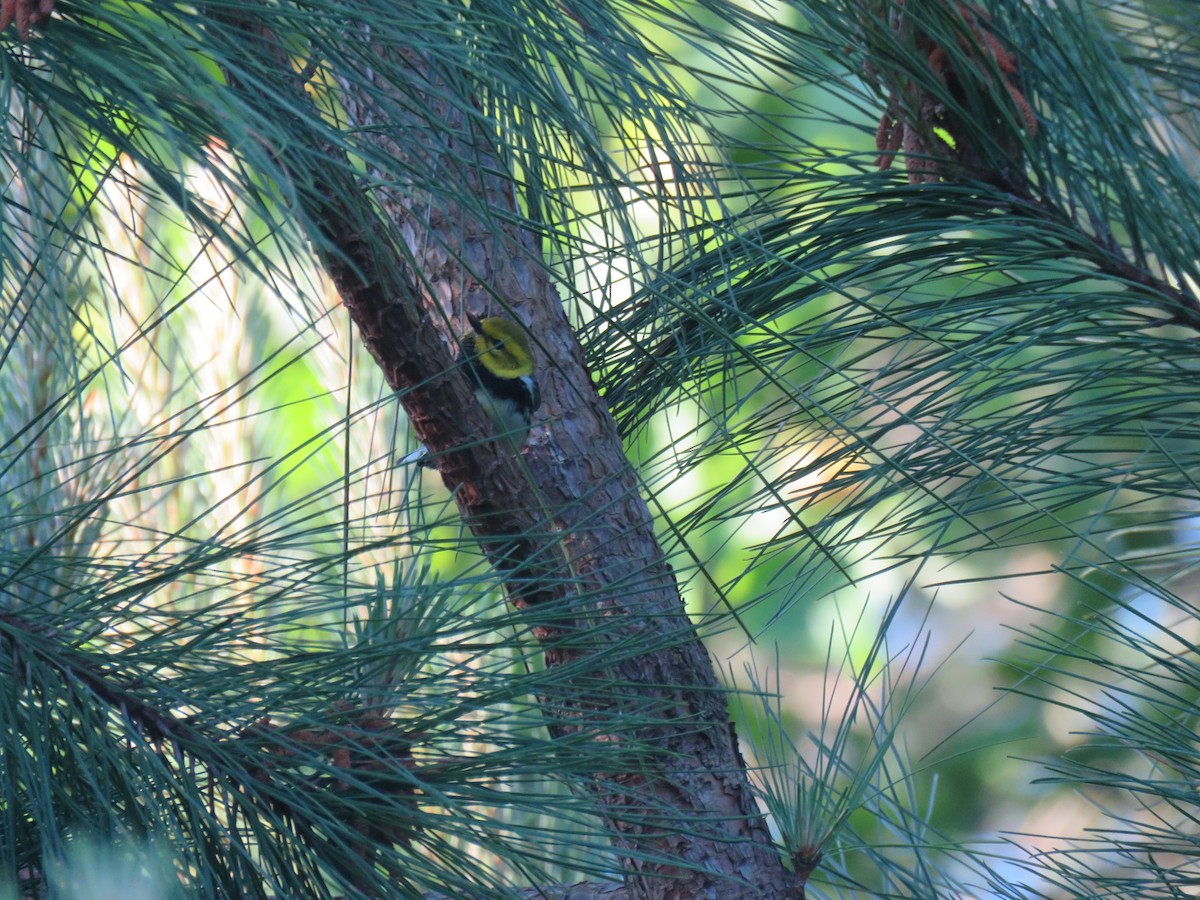 Black-throated Green Warbler - ML161012271