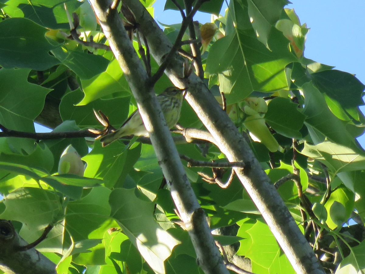 Cape May Warbler - ML161012301
