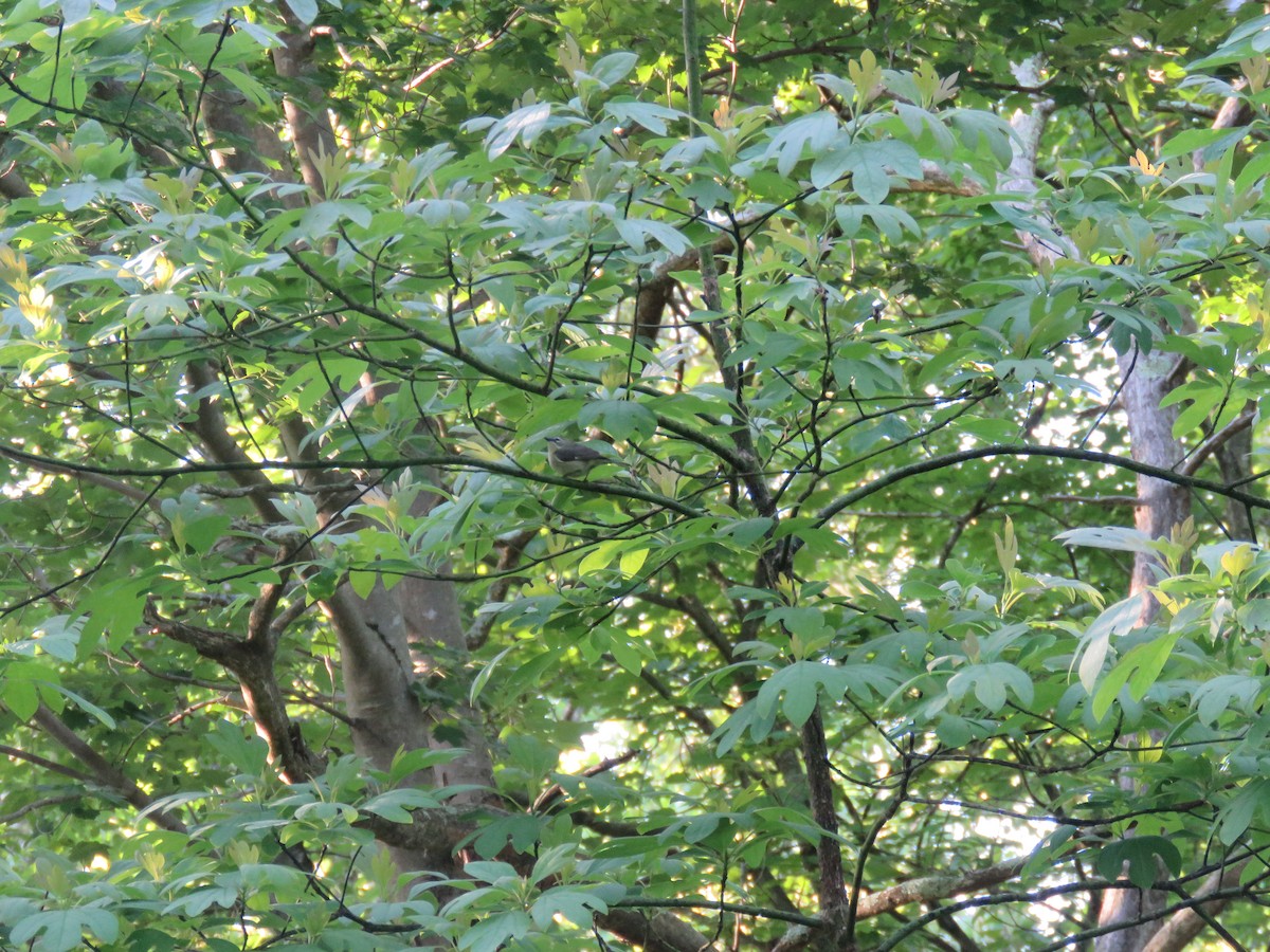 Black-throated Blue Warbler - ML161012341