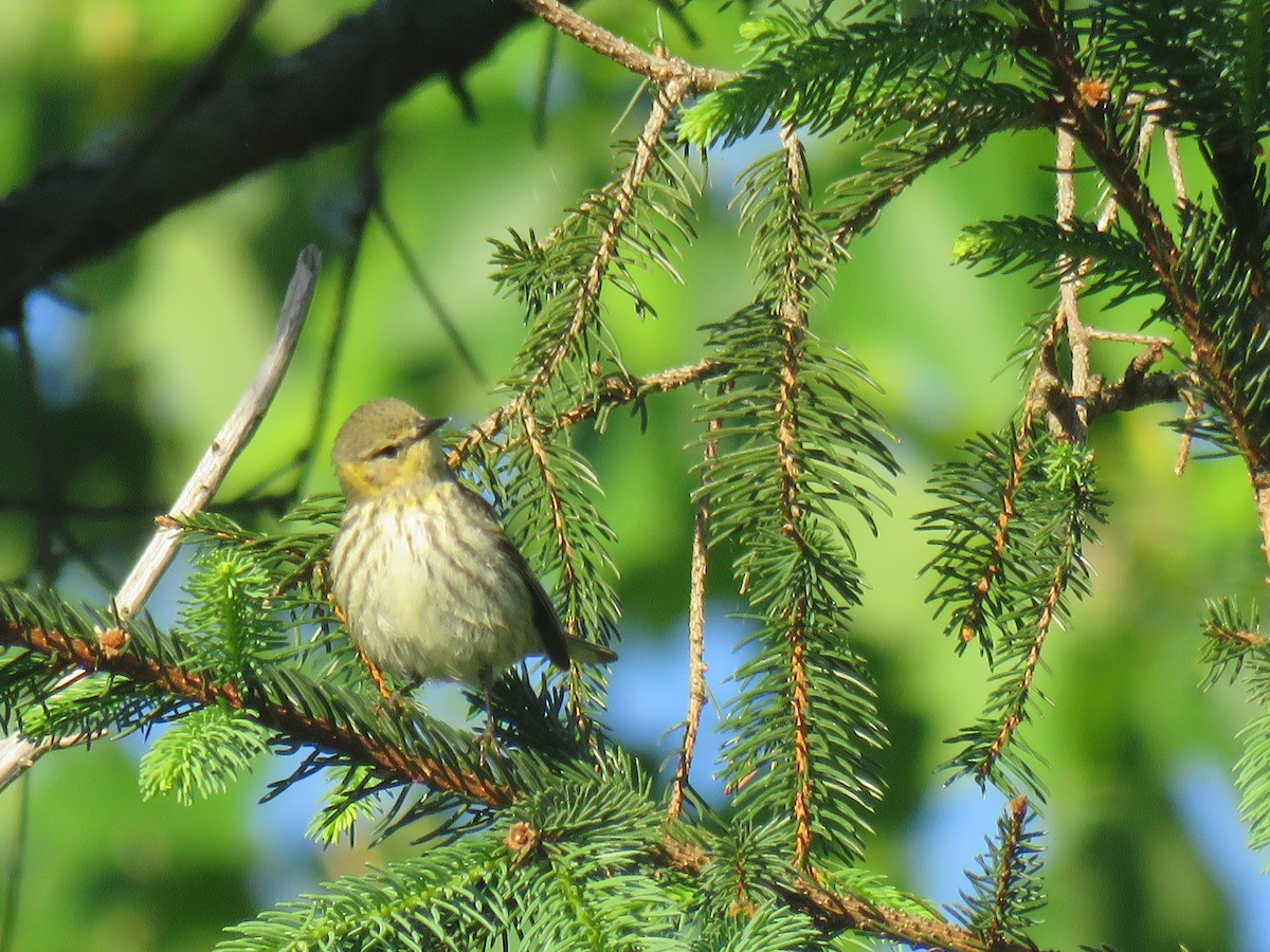 Cape May Warbler - ML161012641
