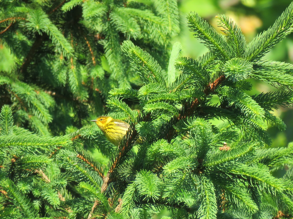 Cape May Warbler - ML161012651