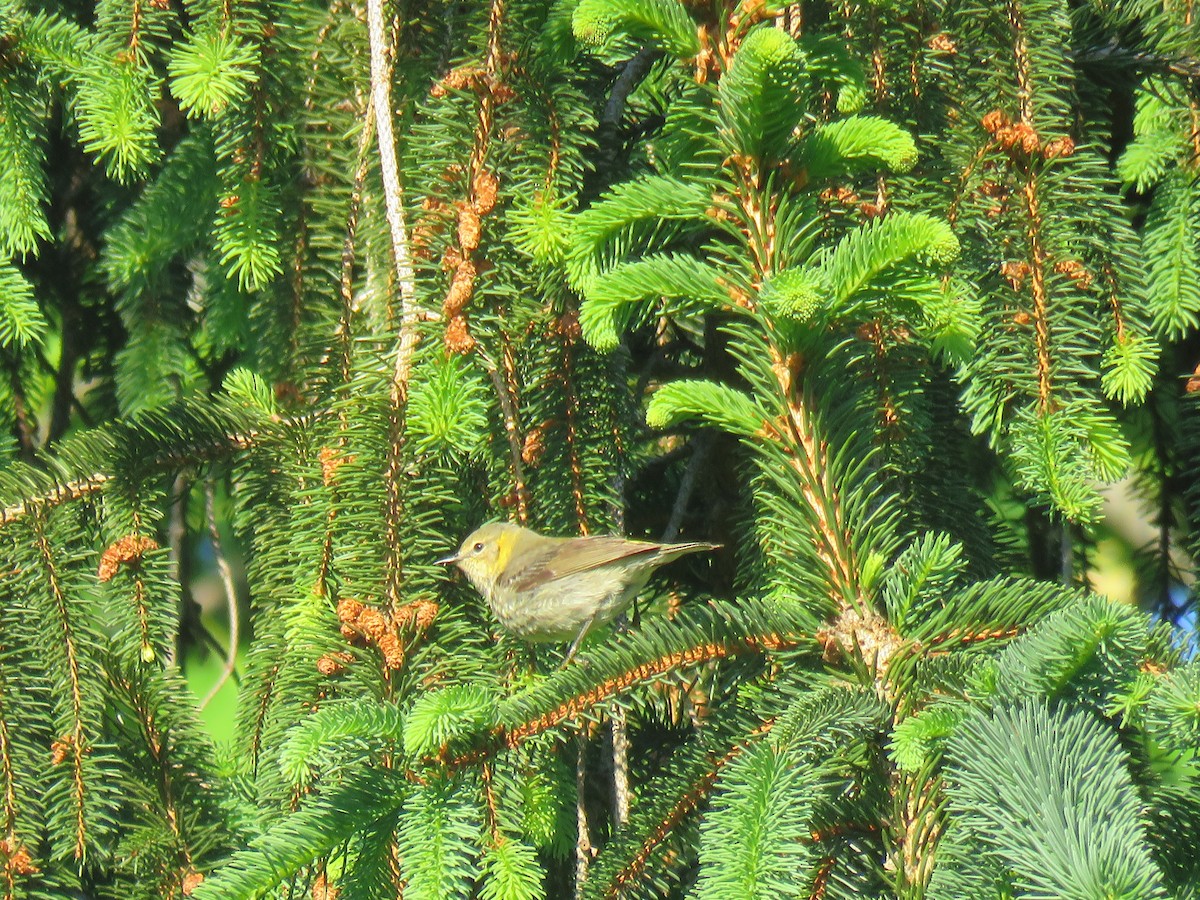 Cape May Warbler - ML161012661