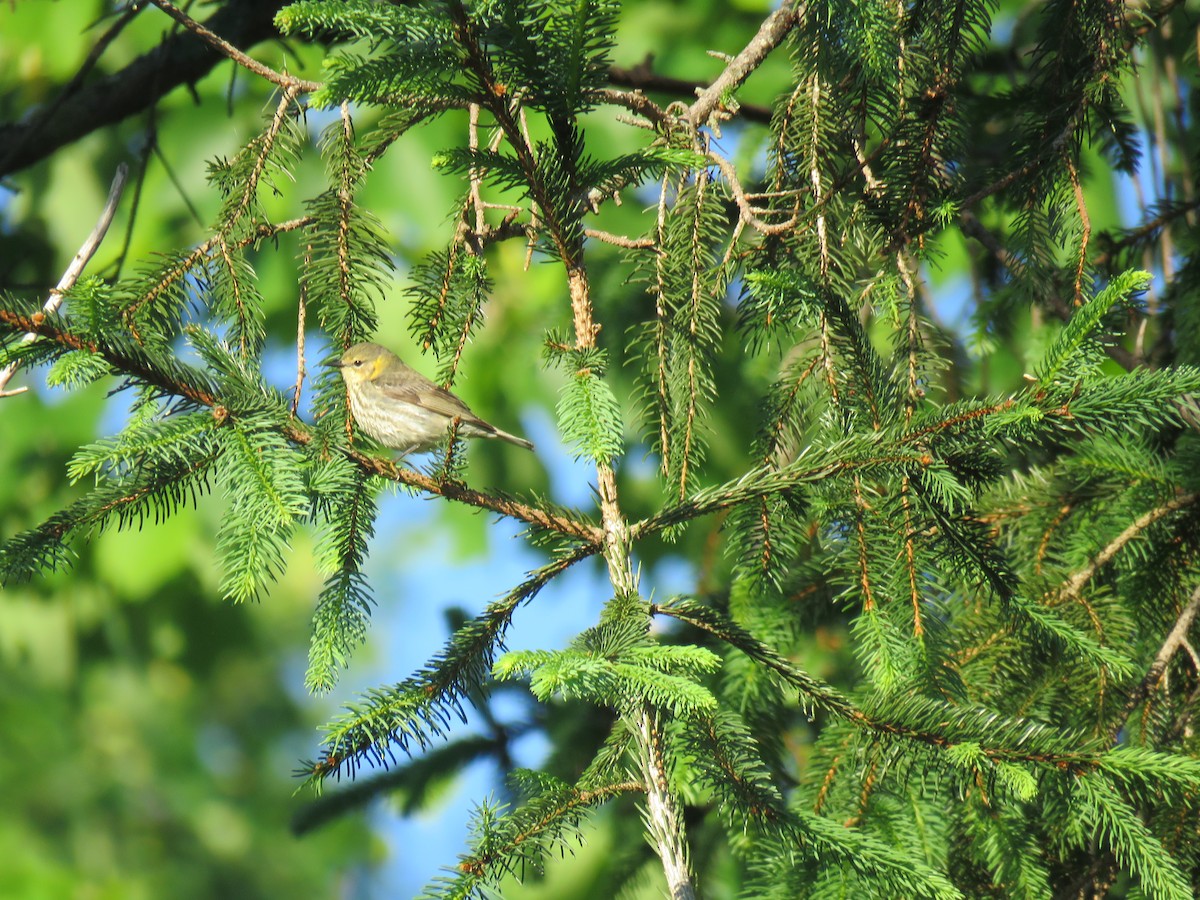 Cape May Warbler - ML161012671