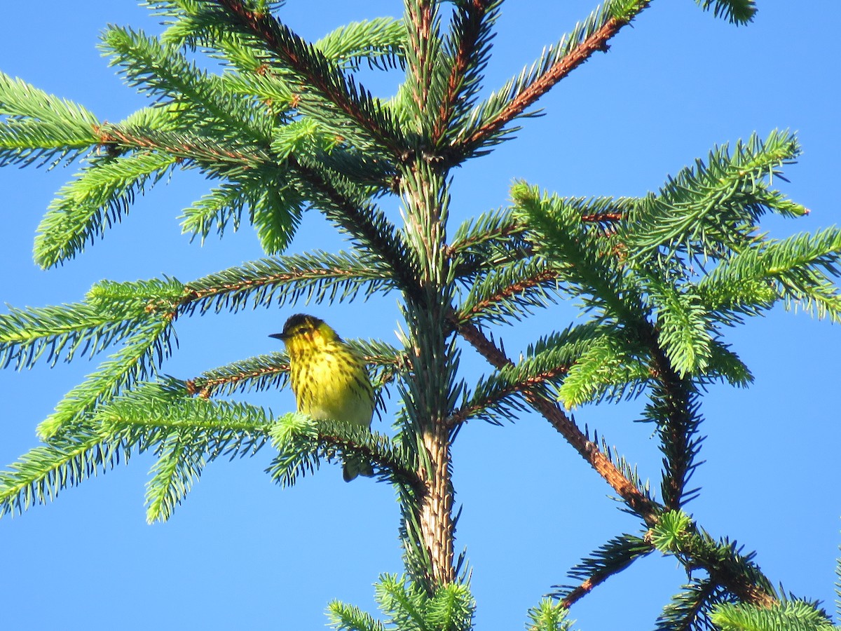 Cape May Warbler - ML161012681