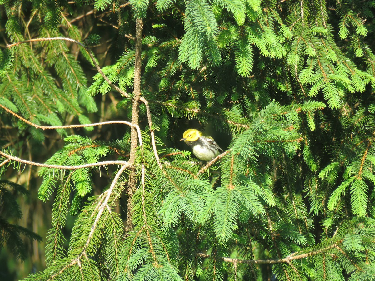 Black-throated Green Warbler - ML161012691