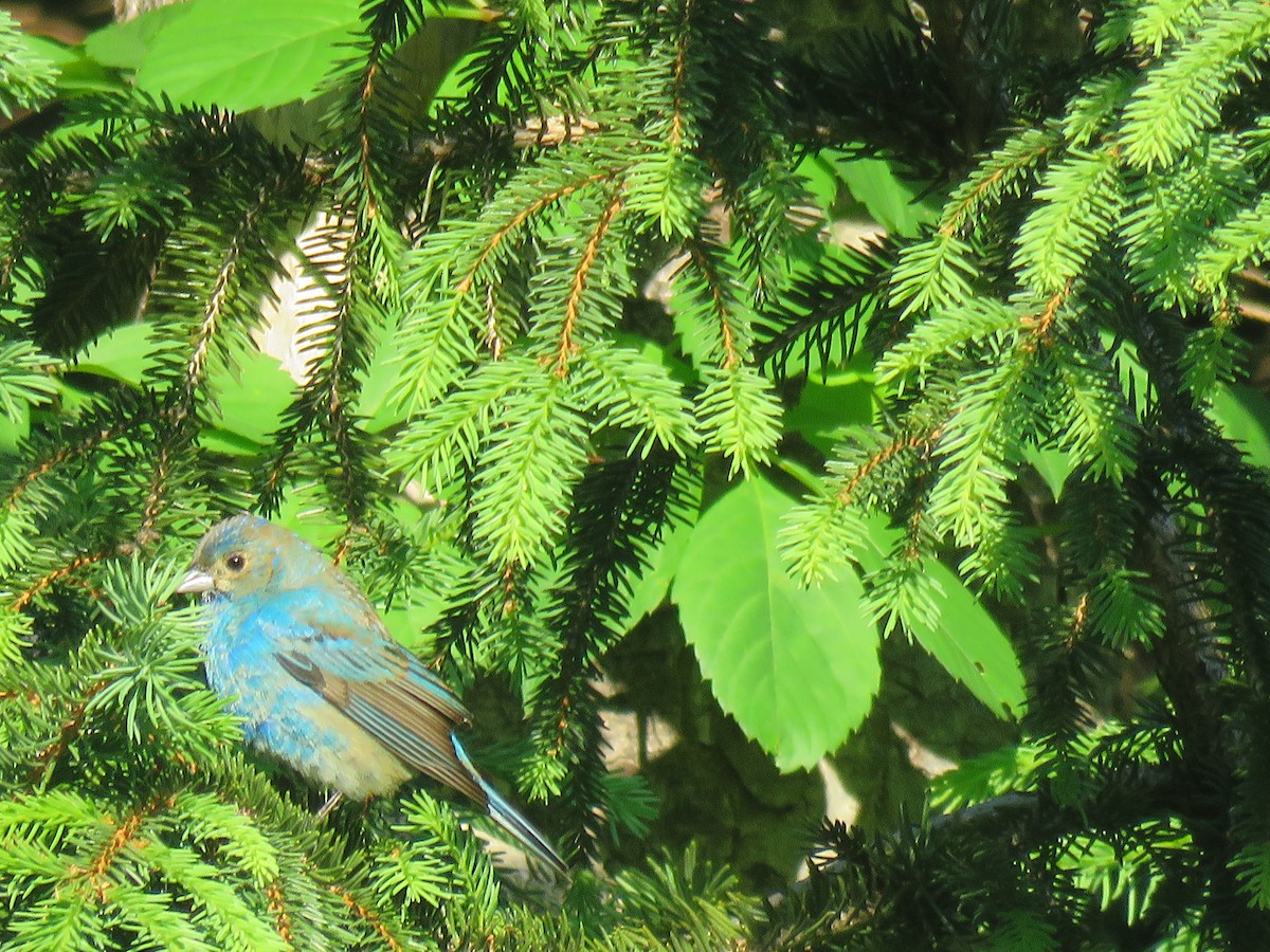 Indigo Bunting - ML161012761