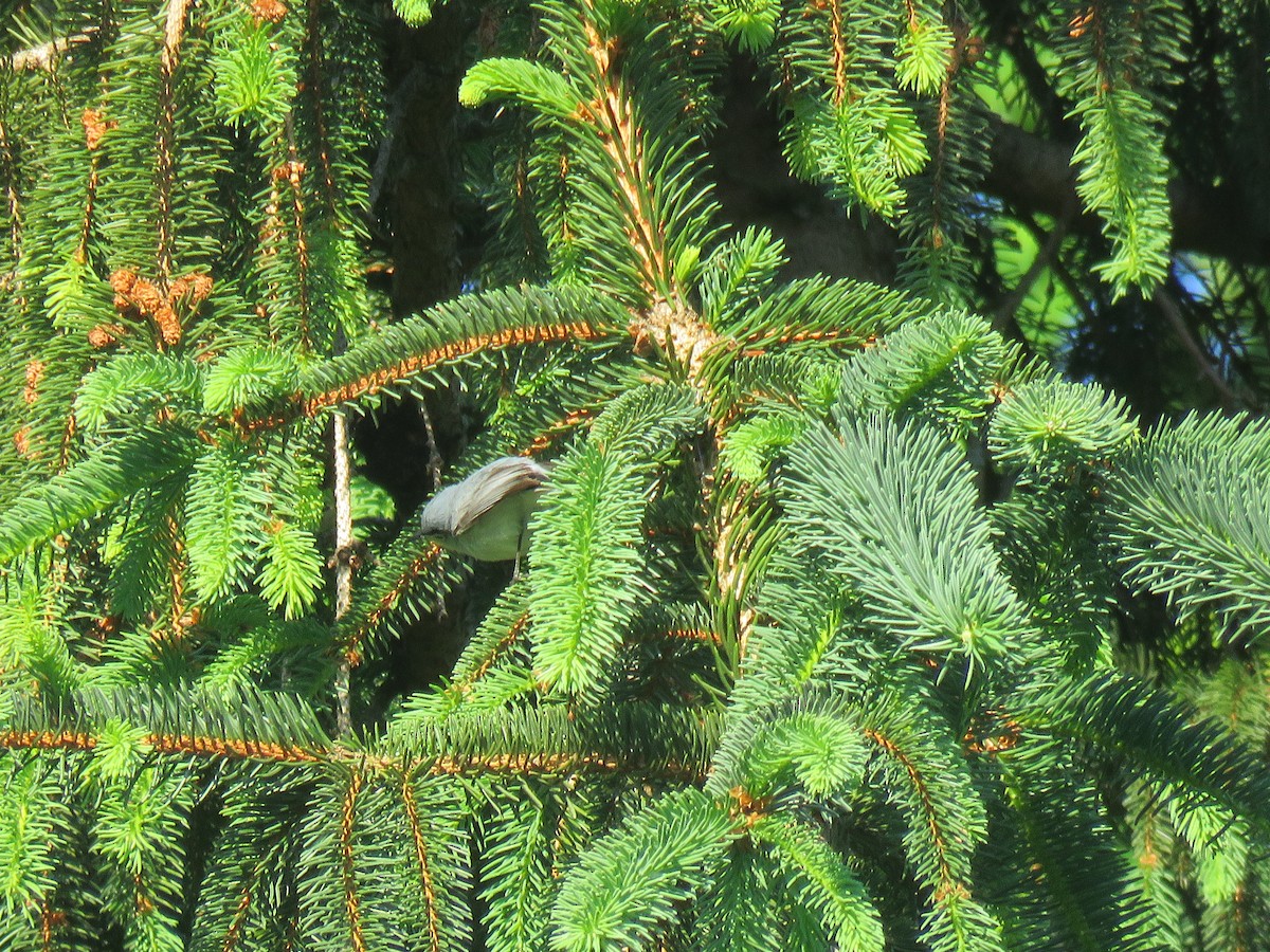 Blue-gray Gnatcatcher - ML161012951