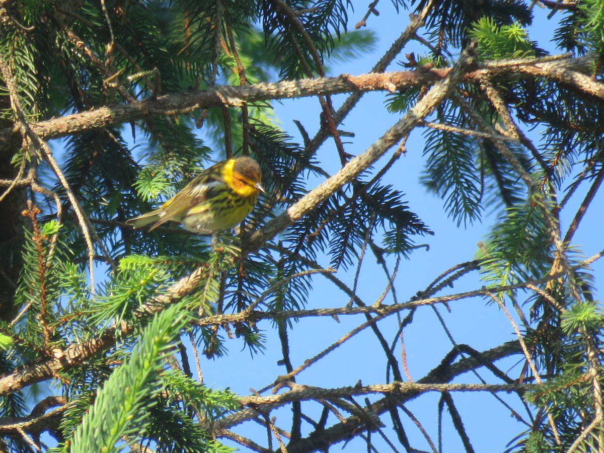 Cape May Warbler - ML161013061