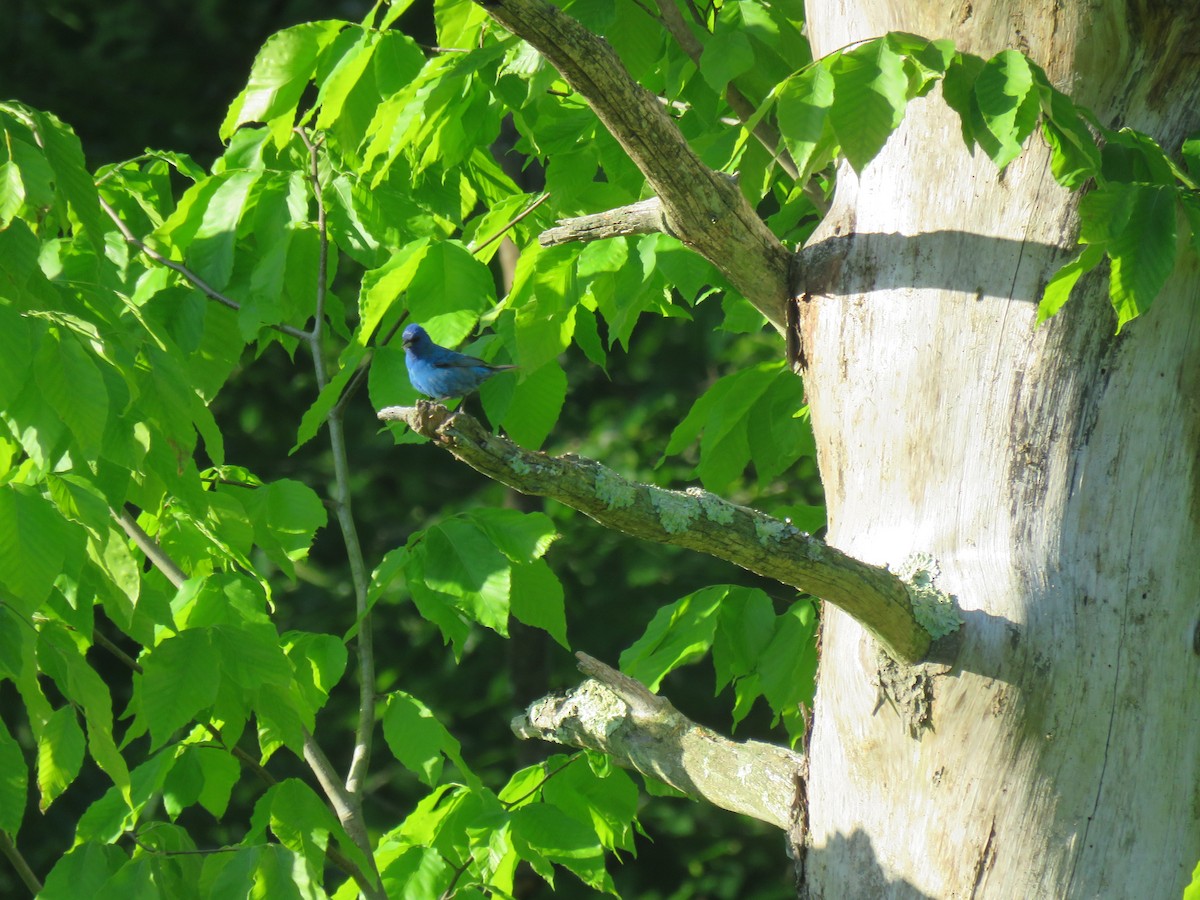Indigo Bunting - ML161013231