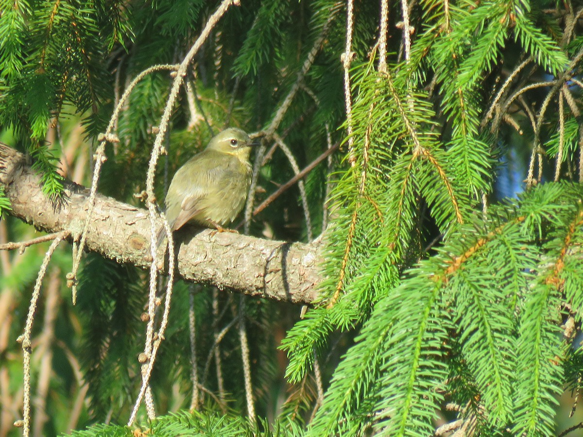Black-throated Blue Warbler - ML161013291