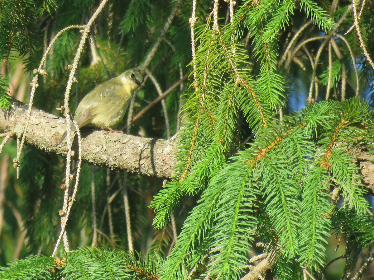 Black-throated Blue Warbler - ML161013301