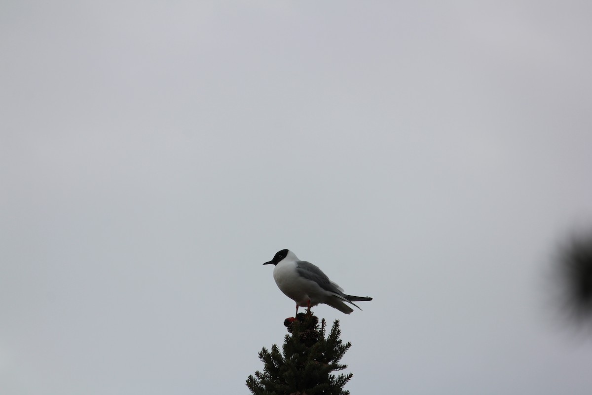 Bonaparte's Gull - Christopher Moser-Purdy