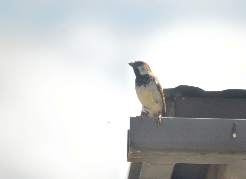 House Sparrow - ML161013651